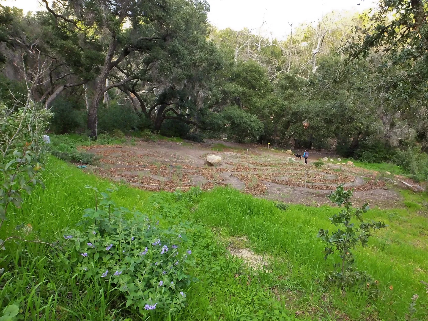 Centennial Maze