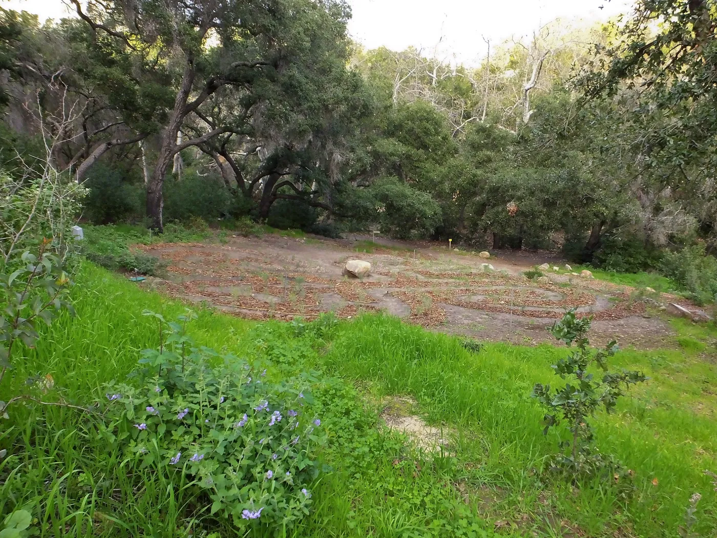 Centennial Maze