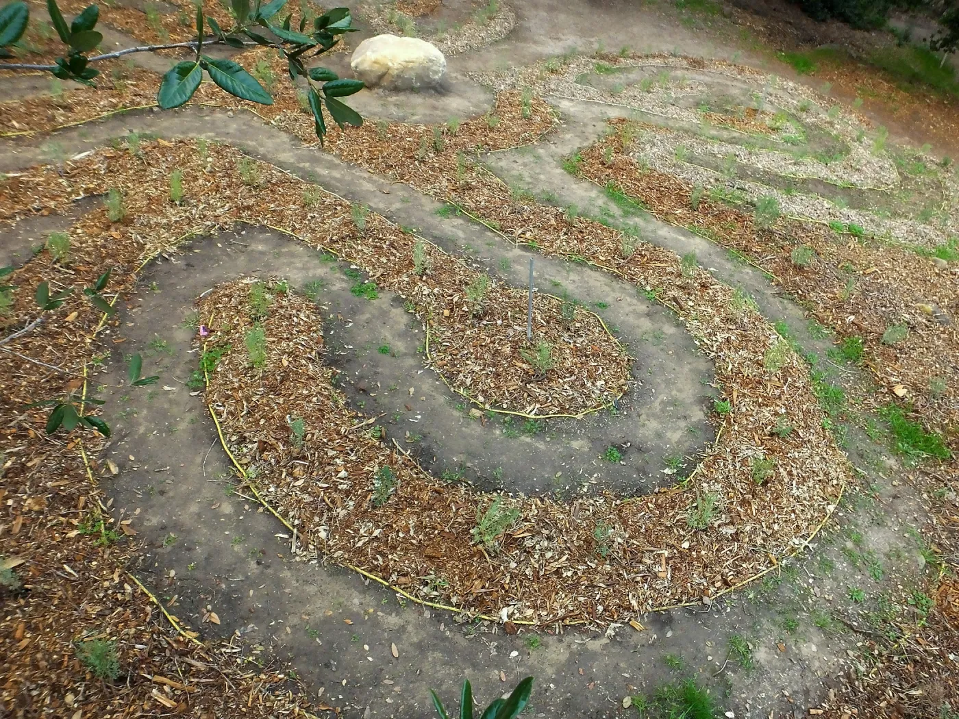 Centennial Maze