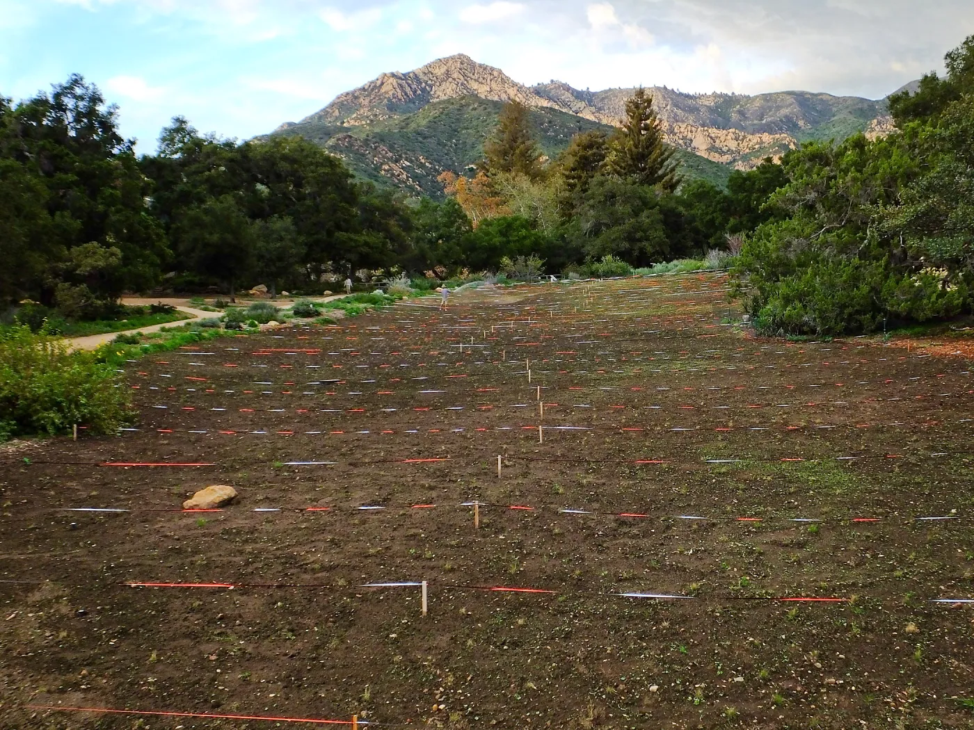 Wildflowers sprouting-Meadow Revival Project, Year 2
