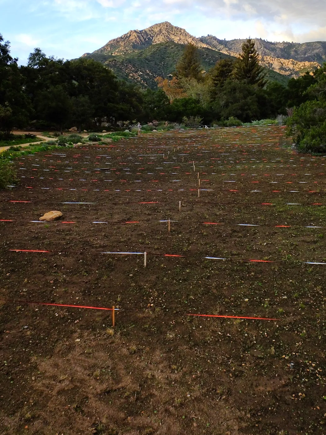 Wildflowers sprouting-Meadow Revival Project, Year 2