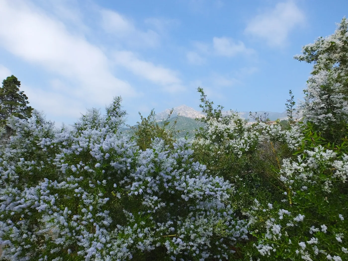 Porter Trail, Ceanothus