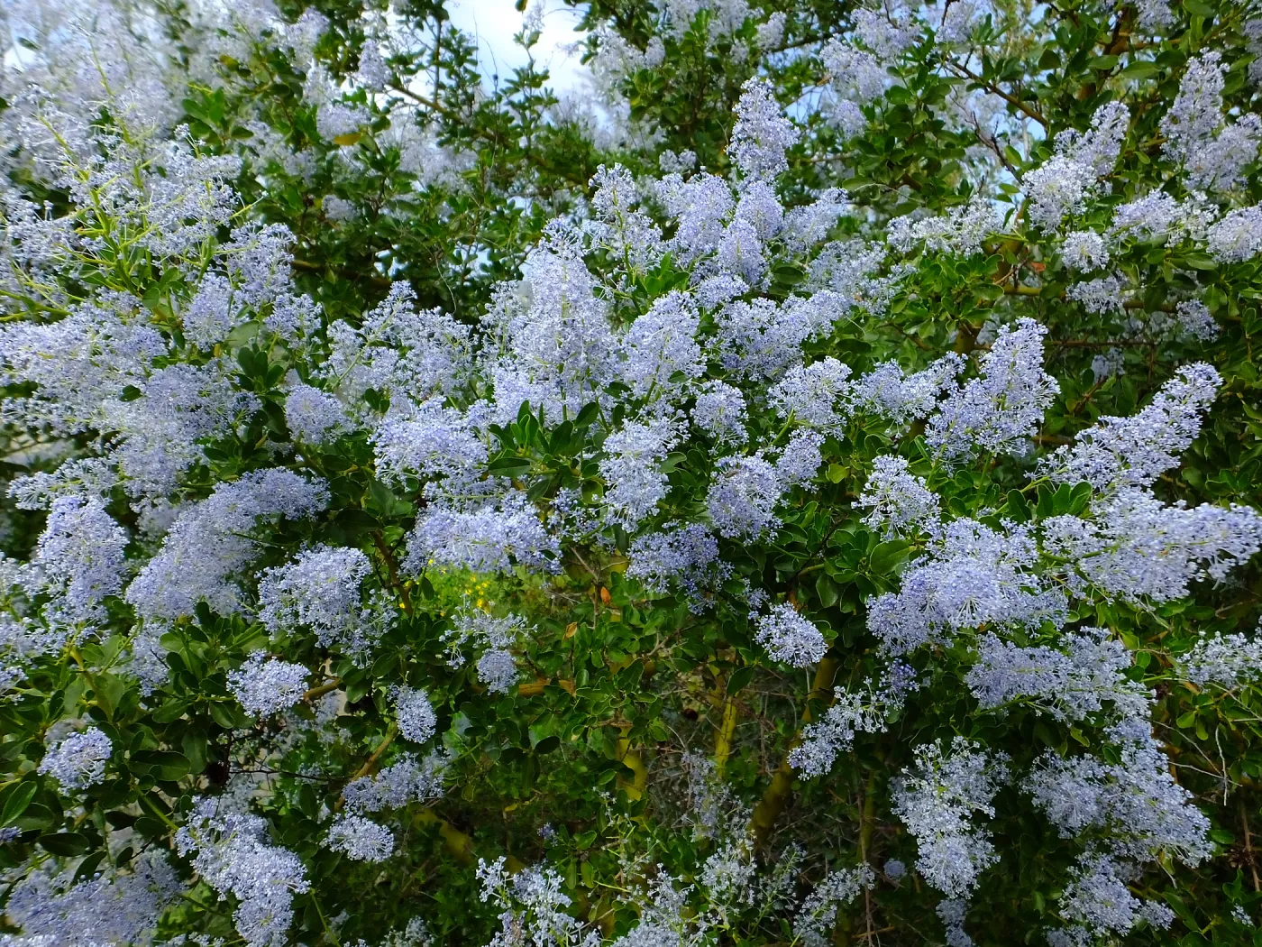 Porter Trail, Ceanothus (California Lilac)
