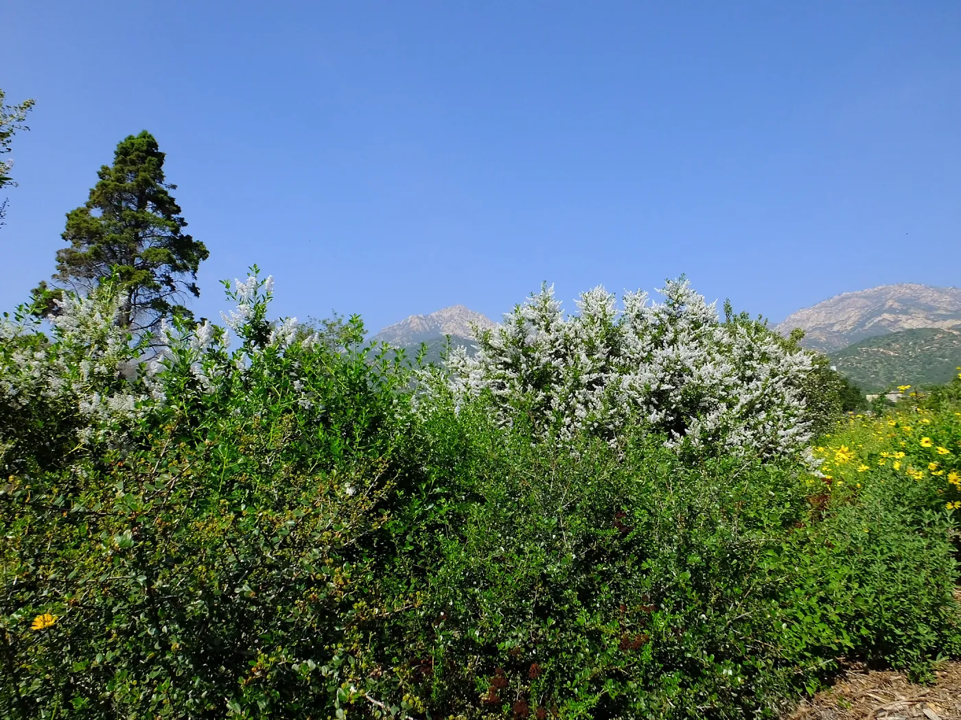 Porter Trail, Ceanothus (California Lilac)