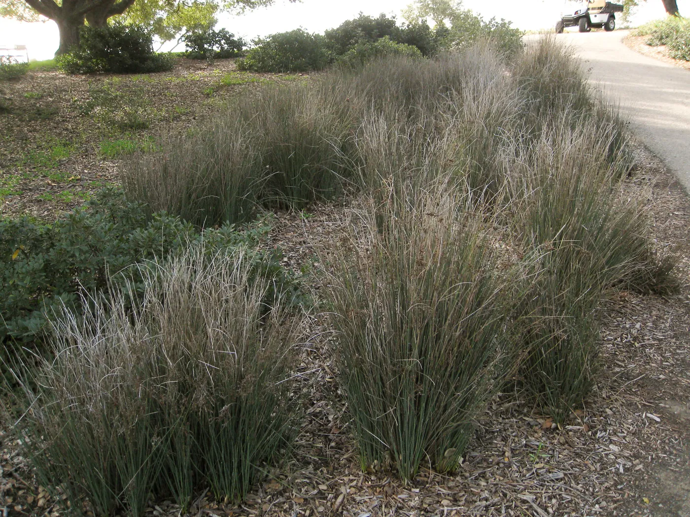 Juncus patens at John Gabbert Garden