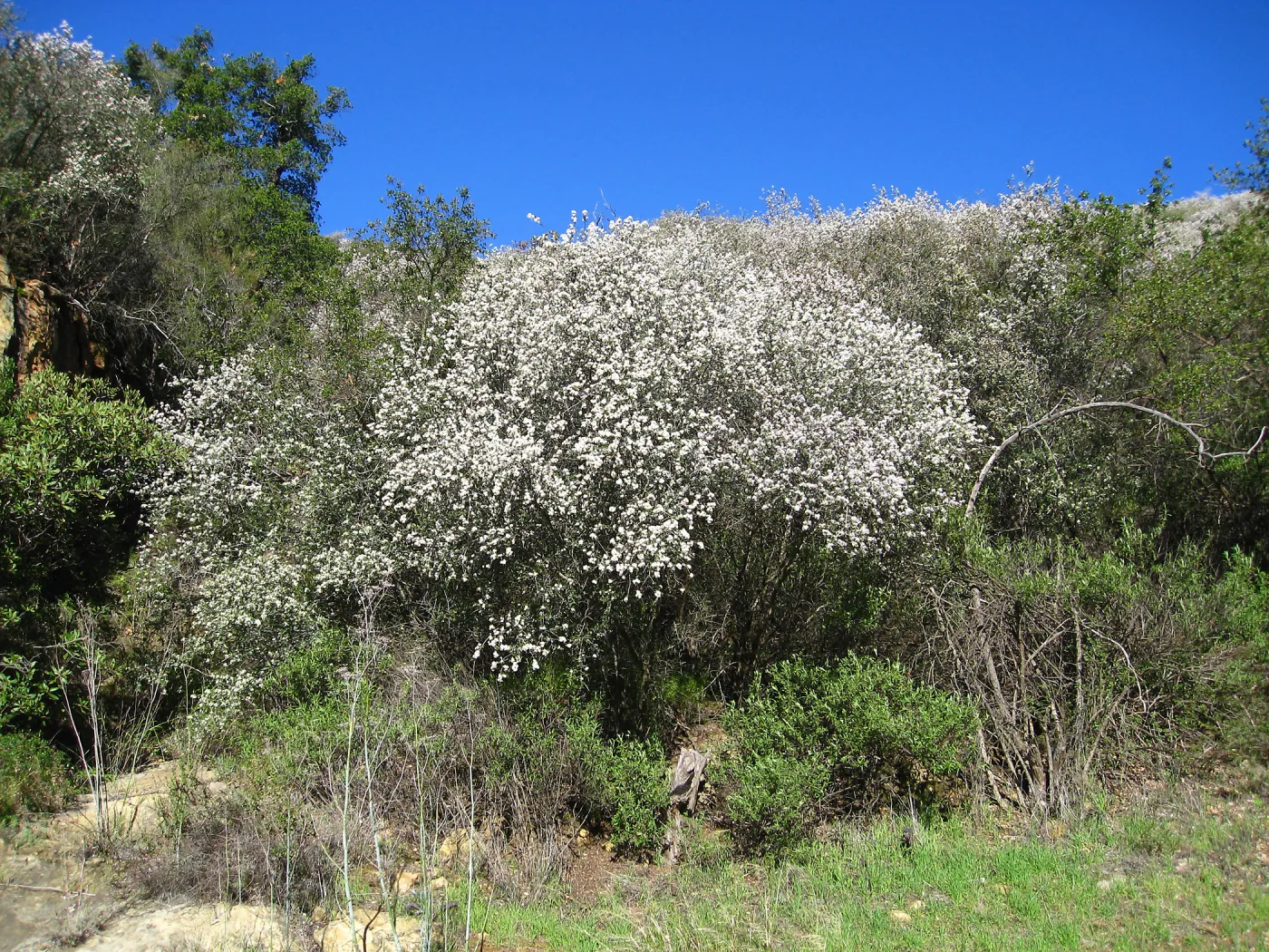 Ceanothus megacarpus, Painted Cave Rd