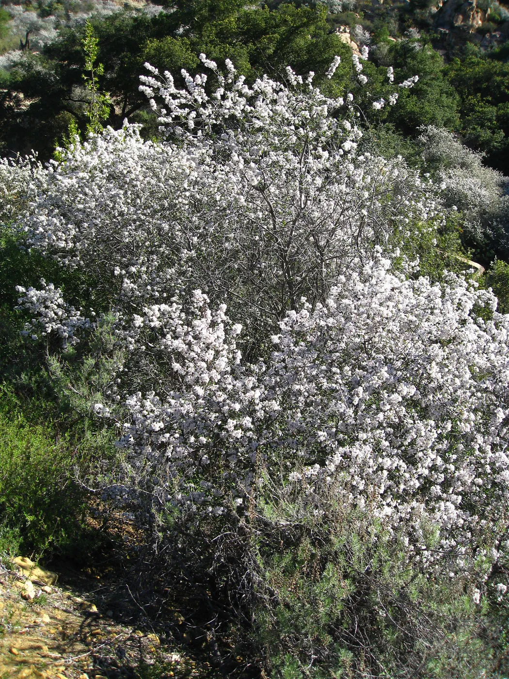 Ceanothus megacarpus, Painted Cave Rd