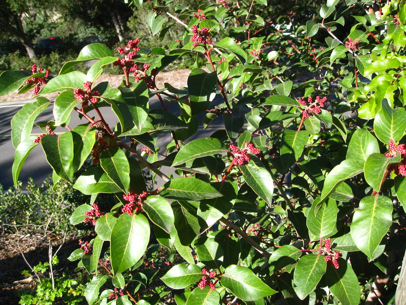 Rhus ovata on Porter Trail