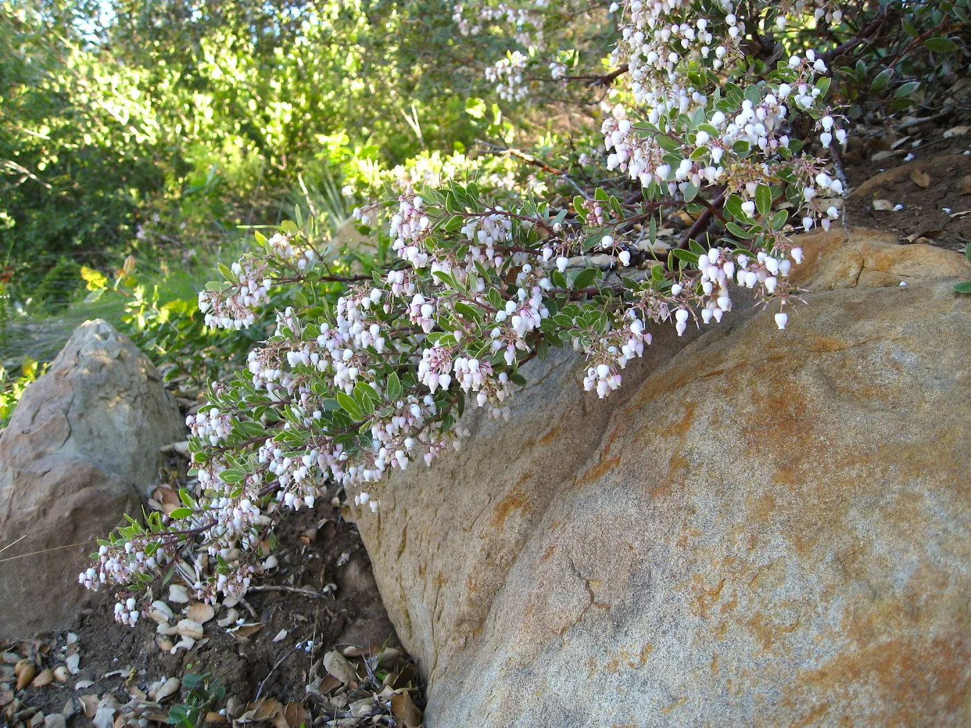Blooming Manzanita at Porter Trail steps
