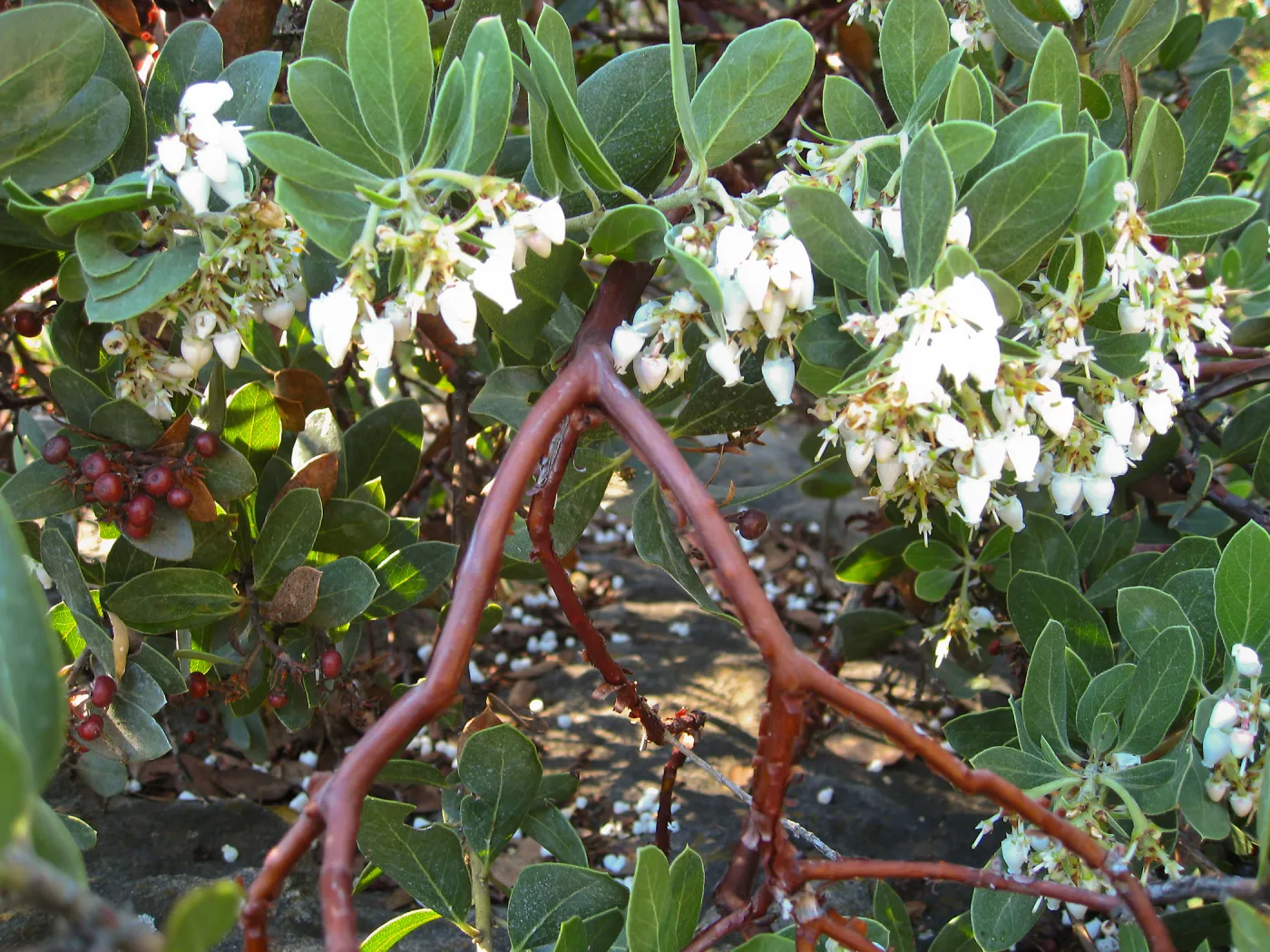 Manzanita closeup, flowers and fruit