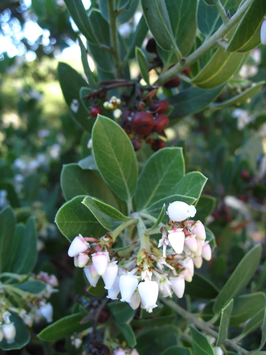 Manzanita closeup, flowers and fruit
