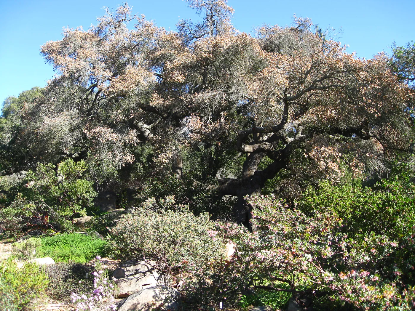 Quercus agrifolia in decline, Manzanita Section