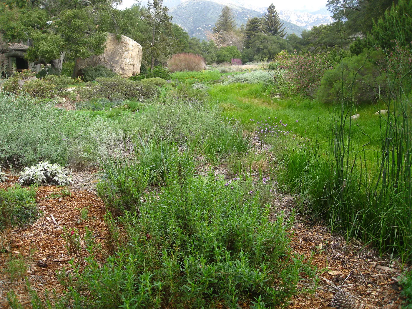 Meadow planting looking towards Blakesly Boulder and old Kiosk