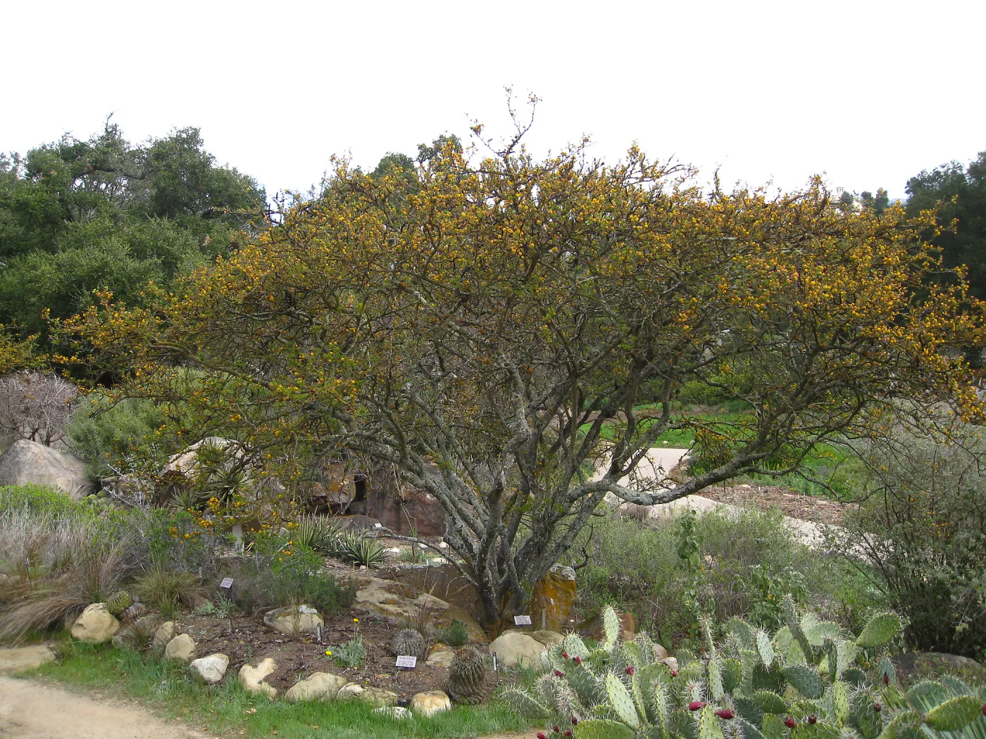 Acacia farnsiana blooming in Desert Section