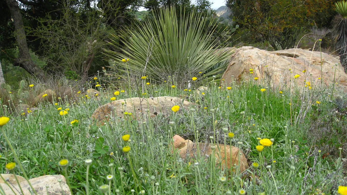Baileya multiradiata, Desert Section