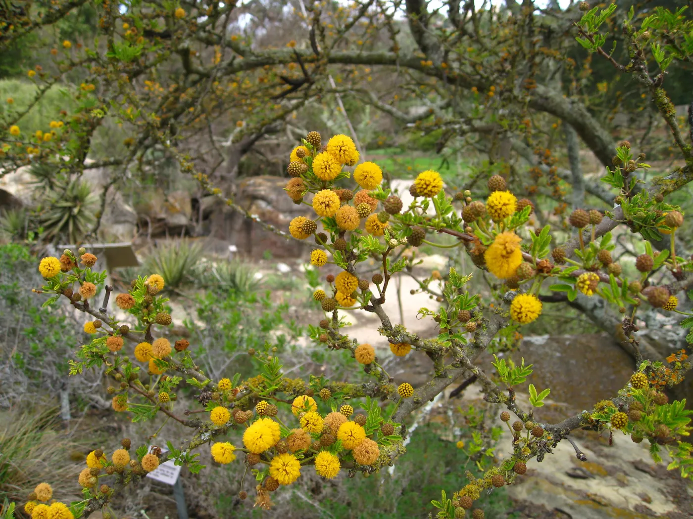 Closeup of Acacia farnsiana flowers and lichen, Desert Section
