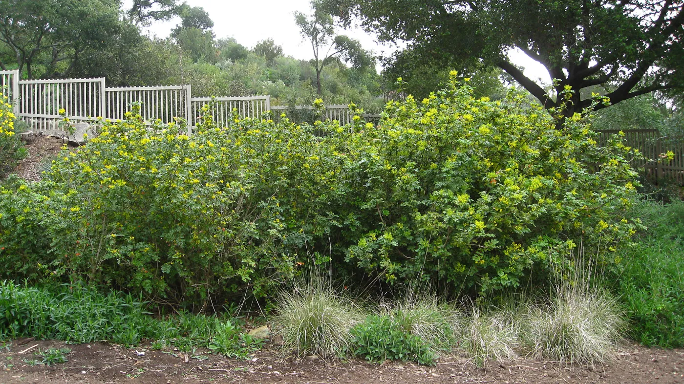 Berberis pinnata in bloom, with parking lot fence in background