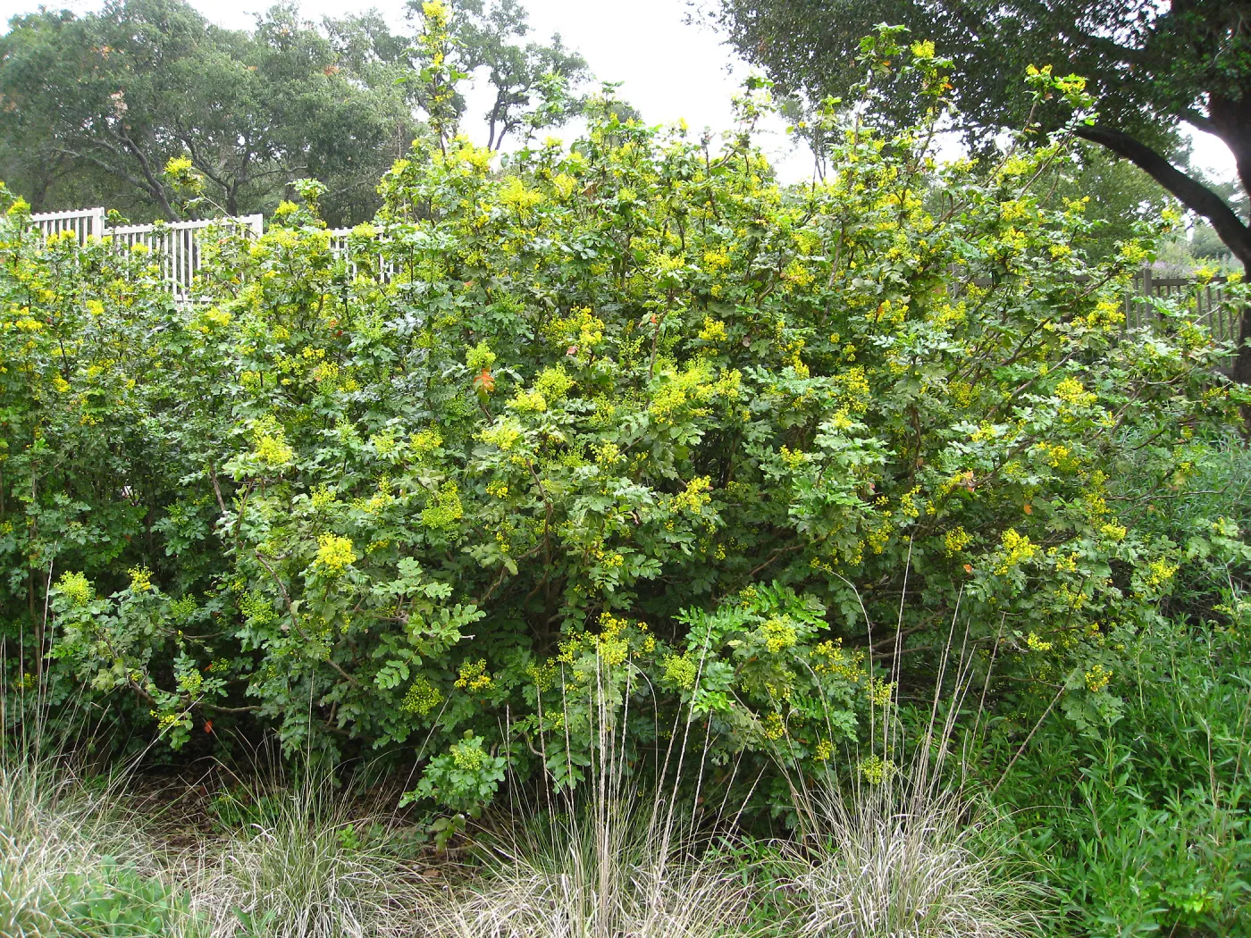 Berberis pinnata in bloom, 