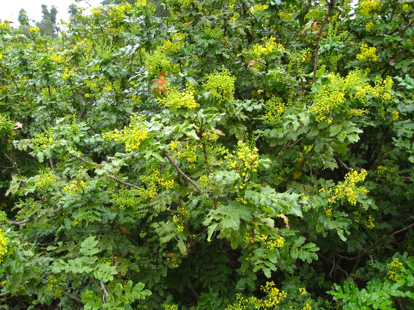 Berberis pinnata in bloom, closeup