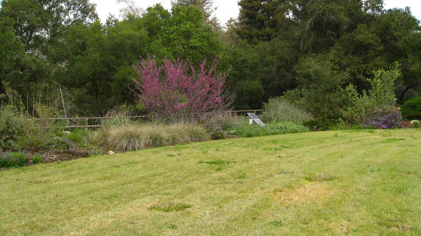 Cercis occidentalis in full bloom, Meadow