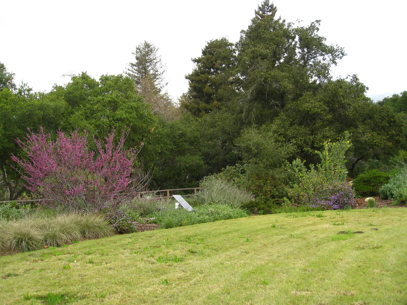 Cercis occidentalis in full bloom, Meadow