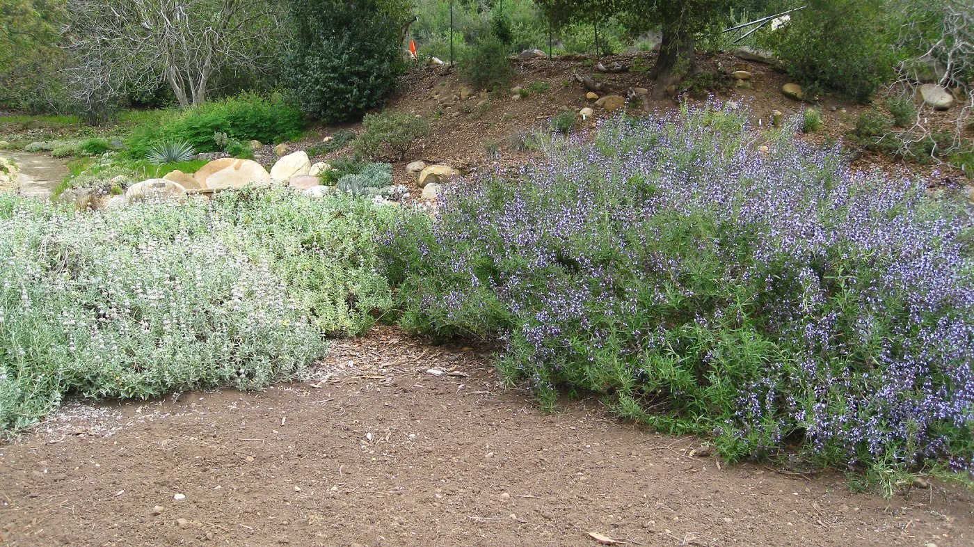 Salvia leucophylla and S. Pacific Blue in Meadow border