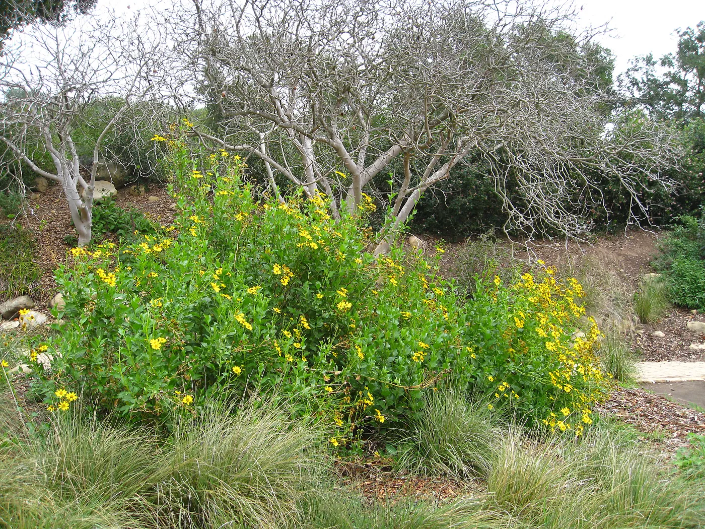 Verbesina hastata in Meadow