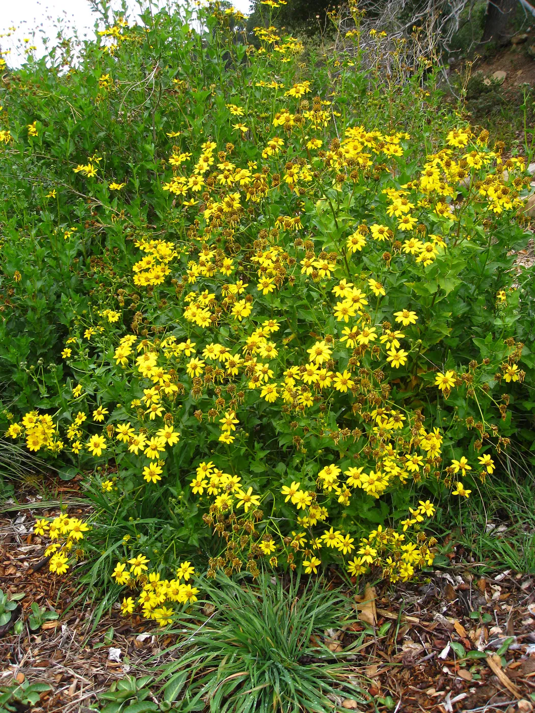 Verbesina hastata in Meadow