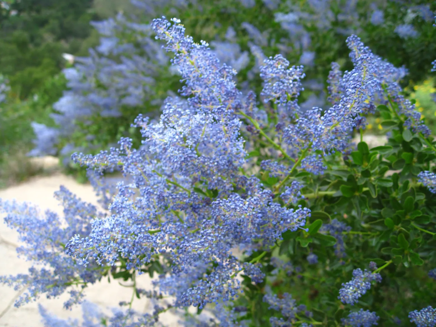 Ceanothus spinosus, Porter Trail
