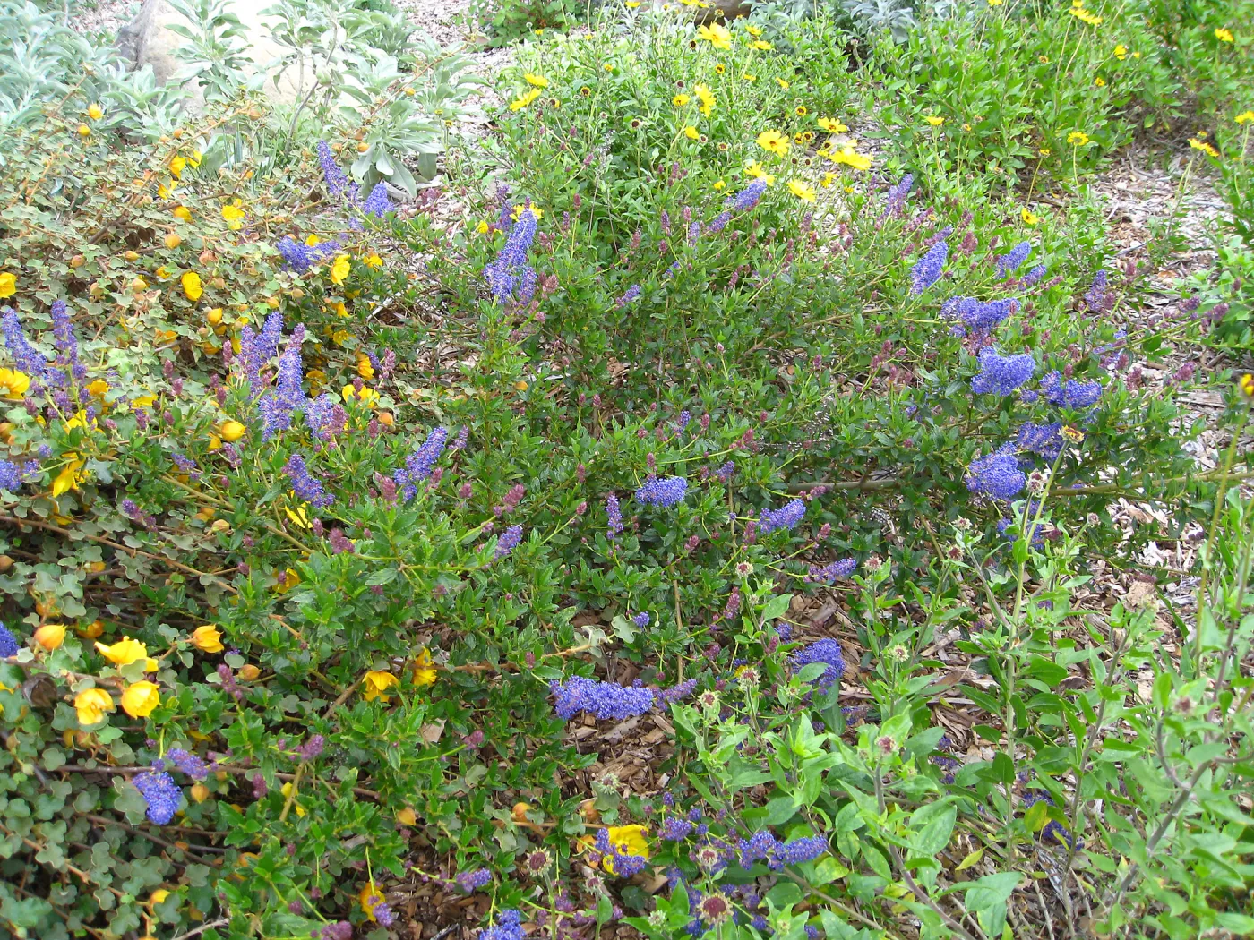 Ceanothus spinosus, Porter Trail