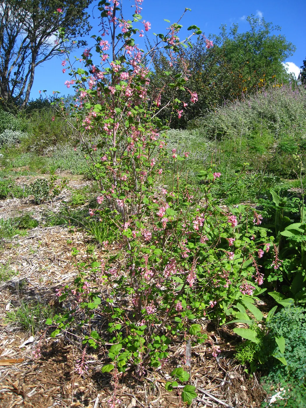 Ribes sanguineum glutinosum, Porter Trail