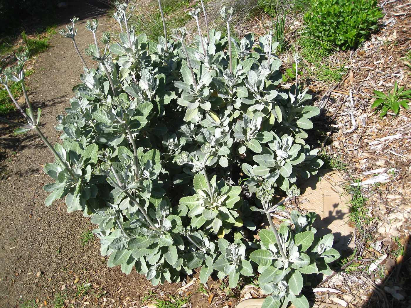 Eriogonum, Porter Trail