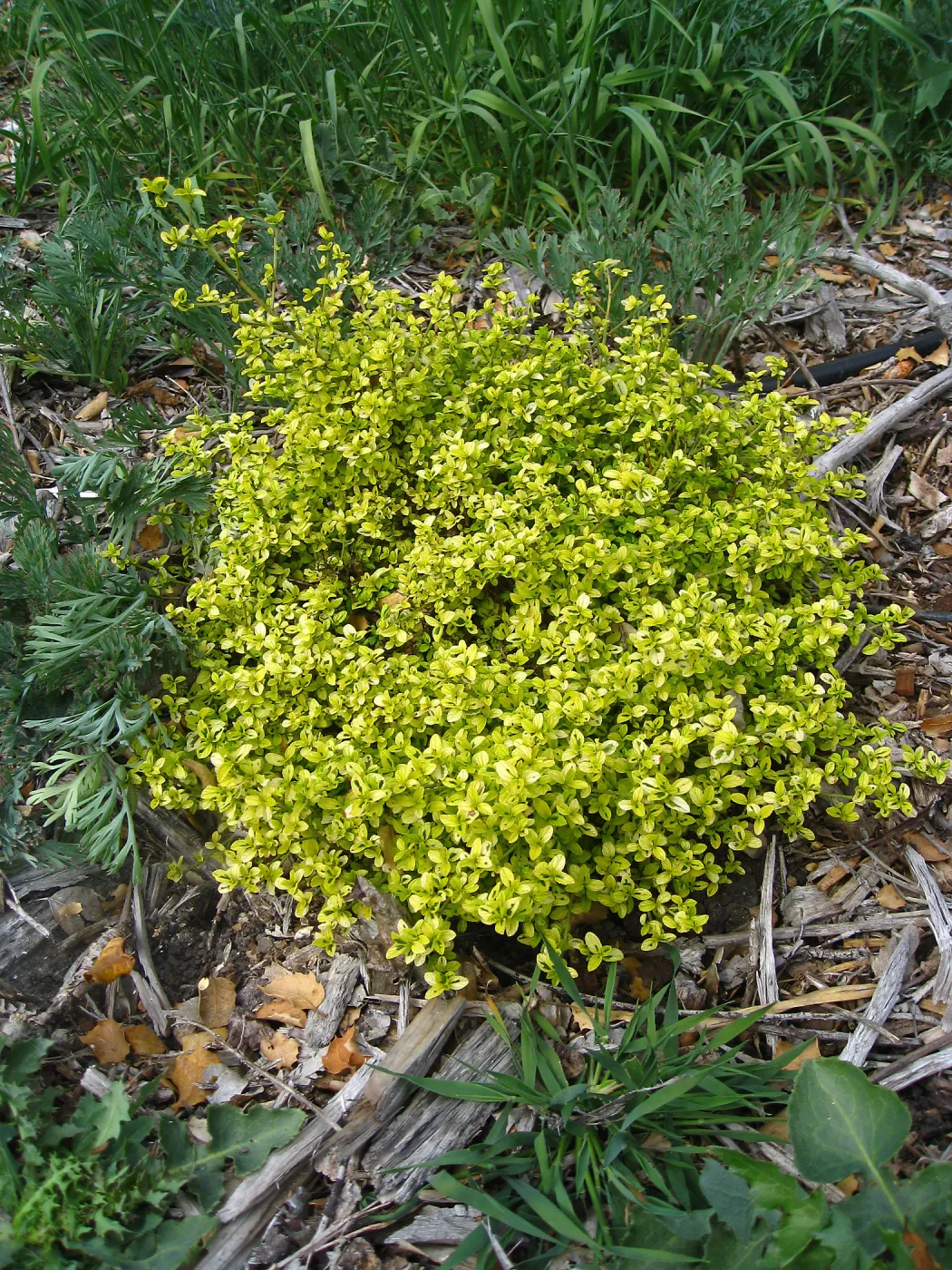 Variegated Ceanothus thyrsiflorus at Tunnel triangle