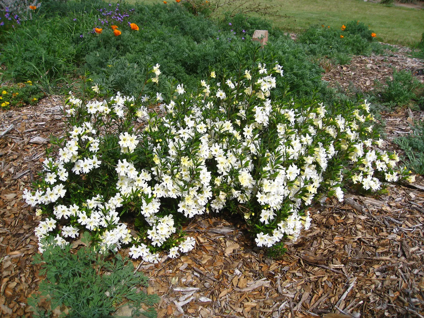 Mimulus 'Jellybean White' in the Meadow