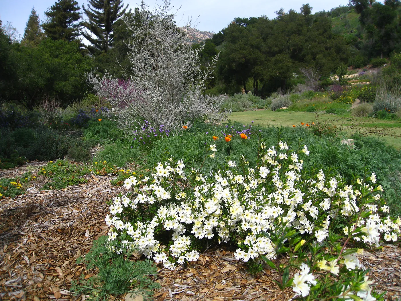 Mimulus 'Jellybean White' in the Meadow