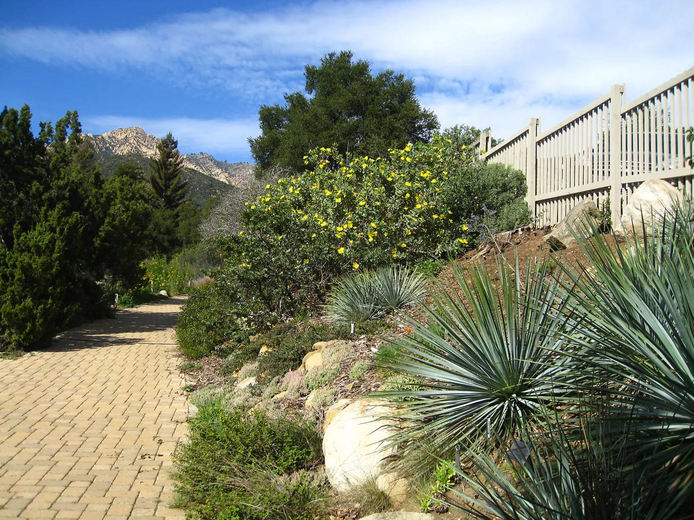 Dendromecon harfordii, Yucca, Manzanita, Ceanothus, with parking lot fence in background