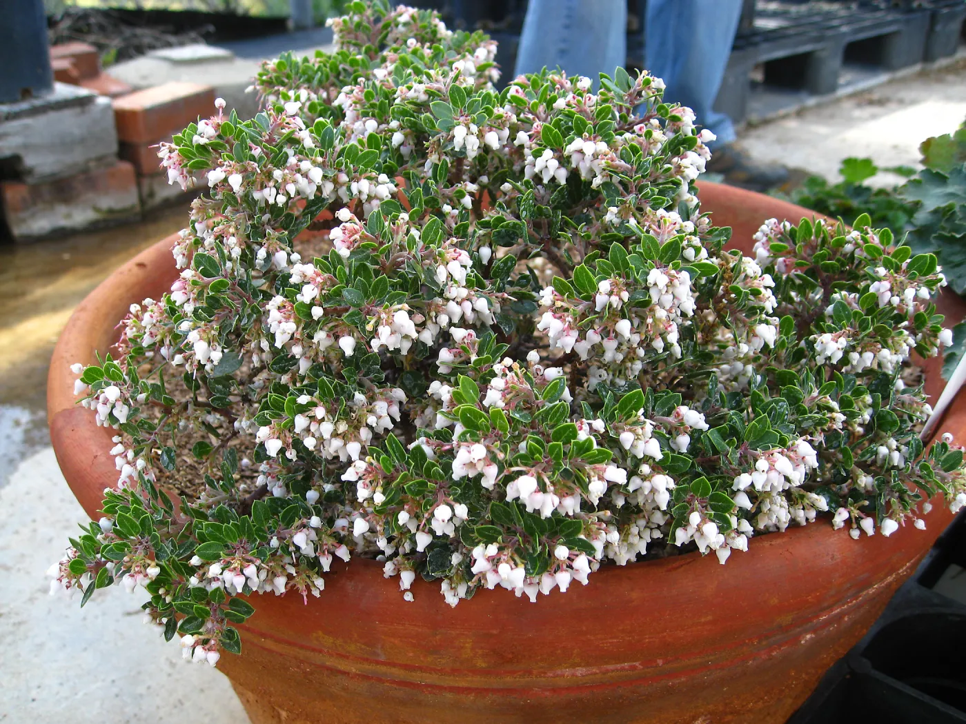Blooming Arctostaphylos 'Emerald Canyon' in clay pots
