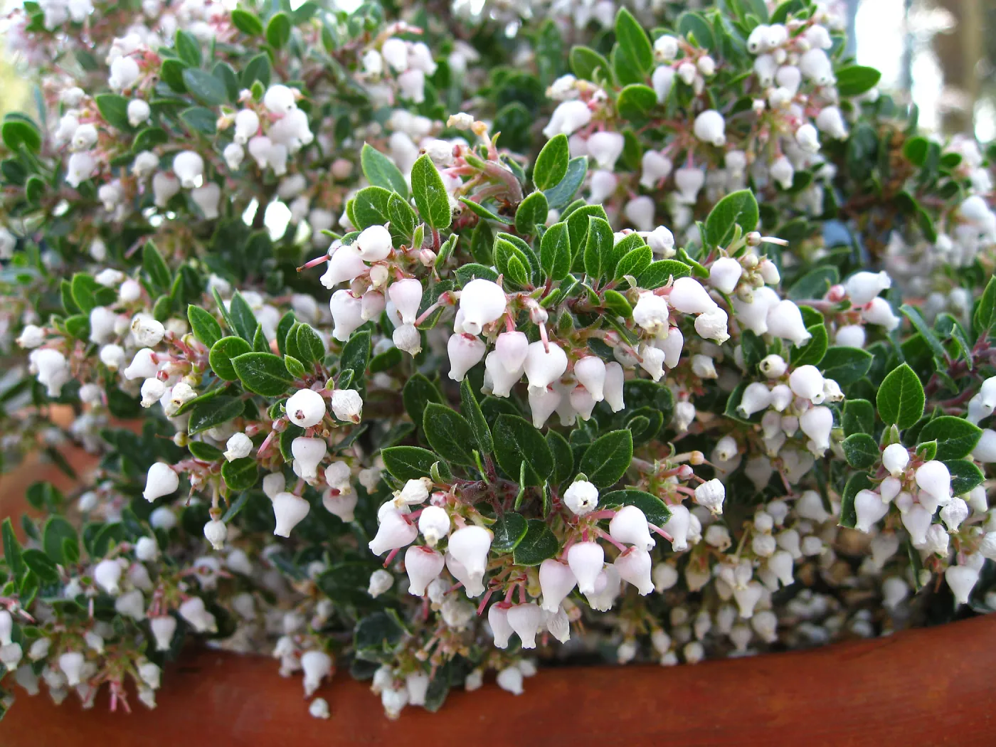 Blooming Arctostaphylos Emerald Canyon in clay pots
