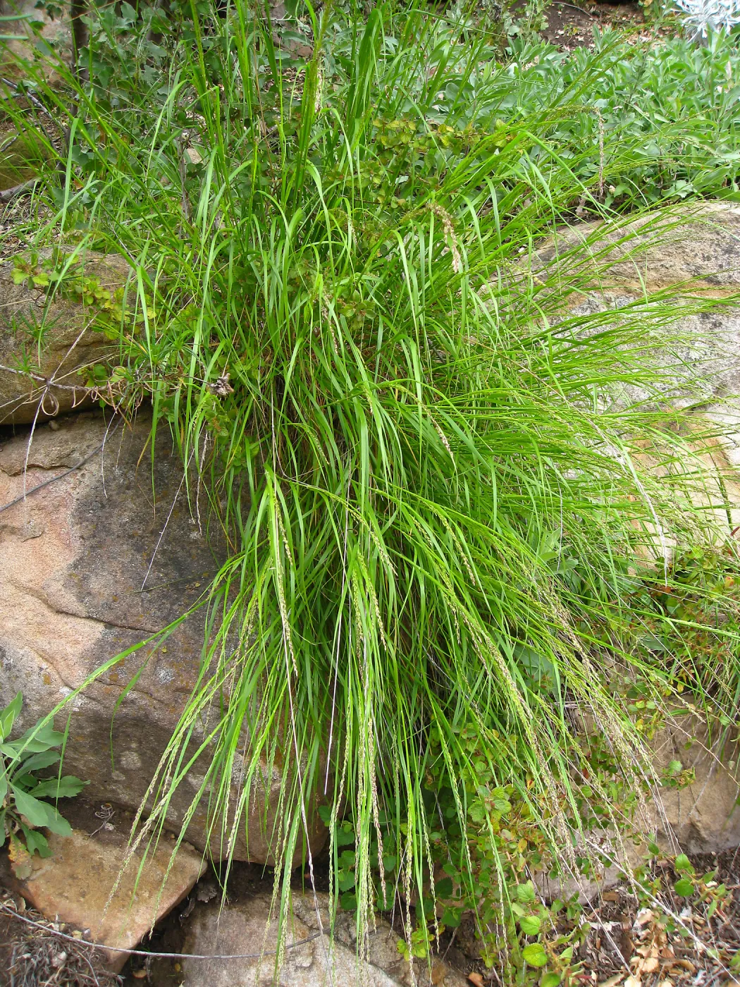 Melica imperfecta Campbell Trail