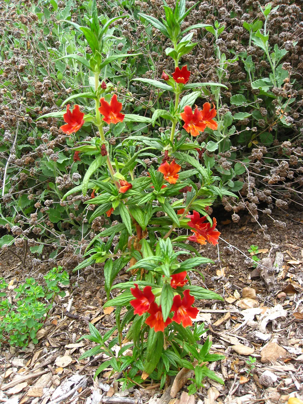 Diplacus Campbell Trail