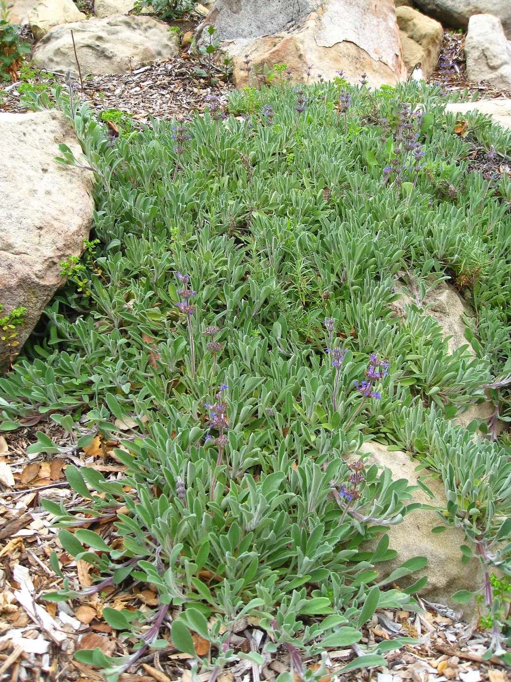 Salvia (Sage) Hobbit Toes on Campbell Trail
