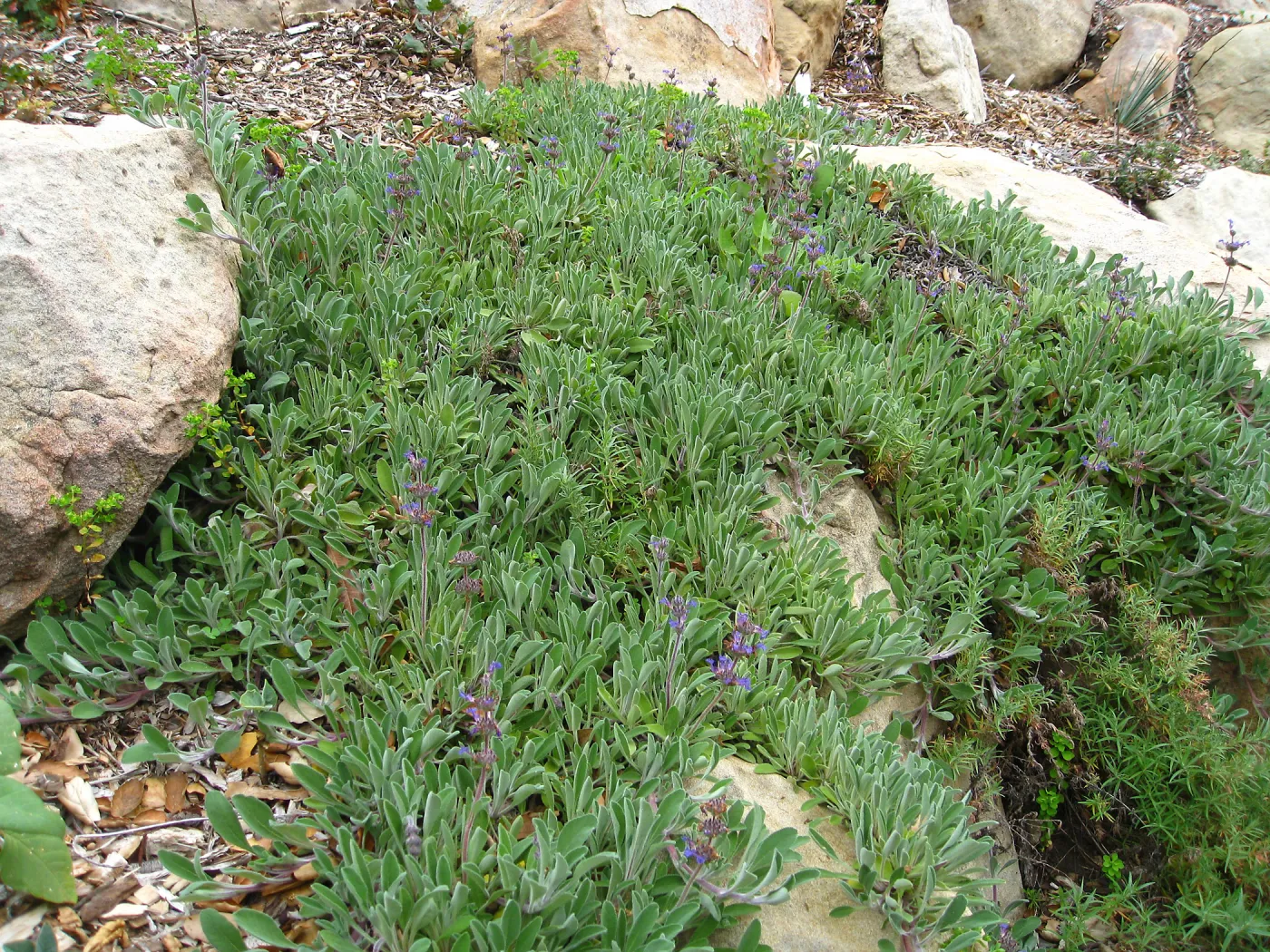 Salvia (Sage) Hobbit Toes on Campbell Trail