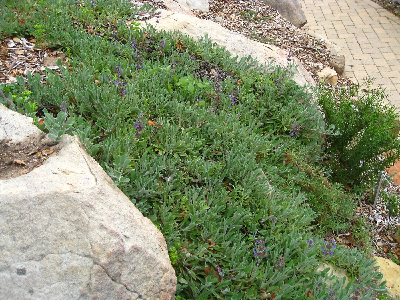 Salvia (Sage) Hobbit Toes on Campbell Trail