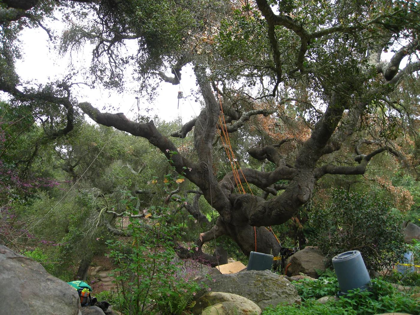 dead Quercus agrifolia in Manzanita section, being removed