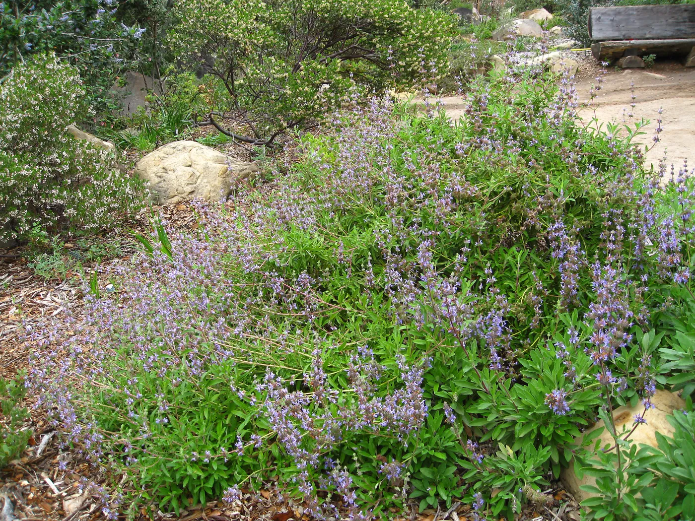 Salvia 'Daras Choice' in the Manzanita Section