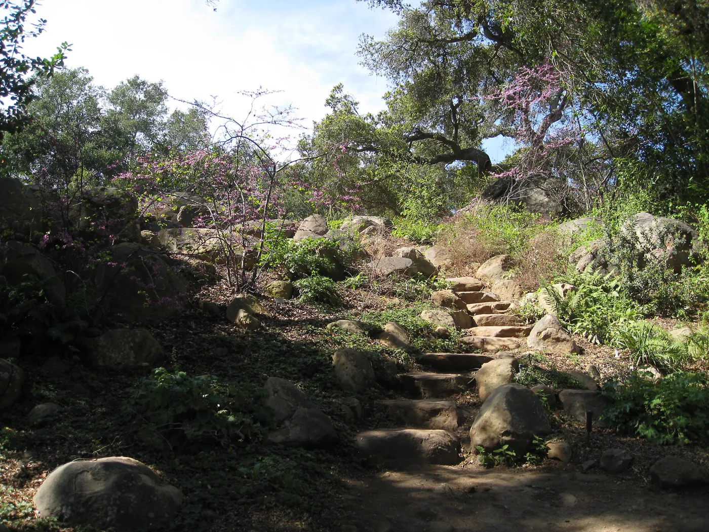 Steps from Arroyo to Manzanita section after removal of oak
