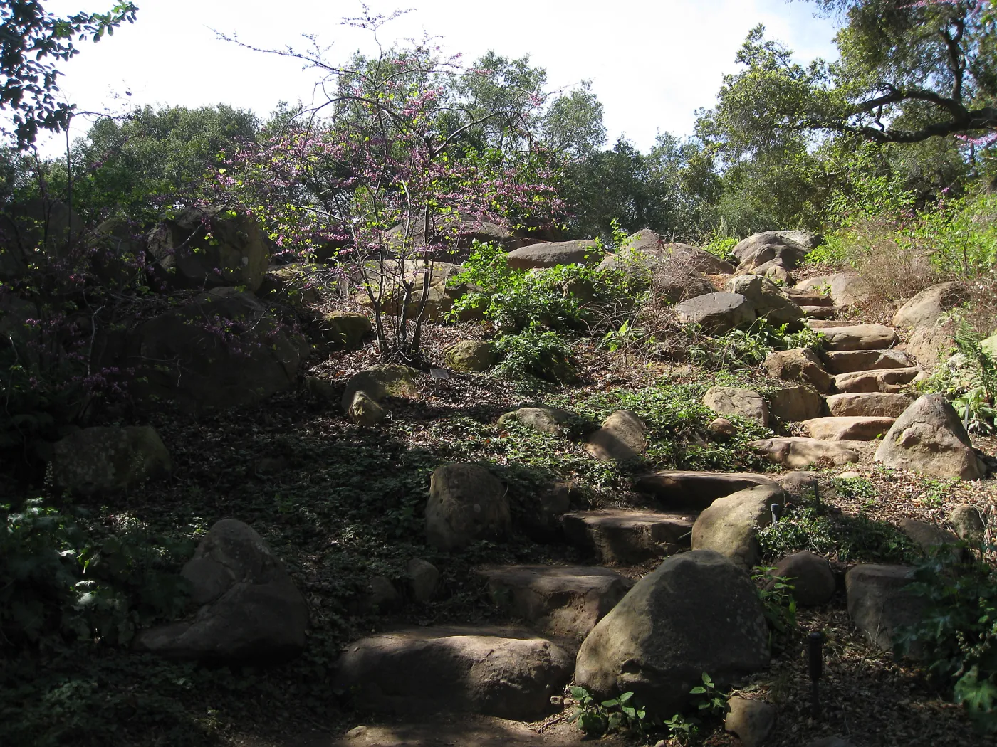 Steps from Arroyo to Manzanita section after removal of oak