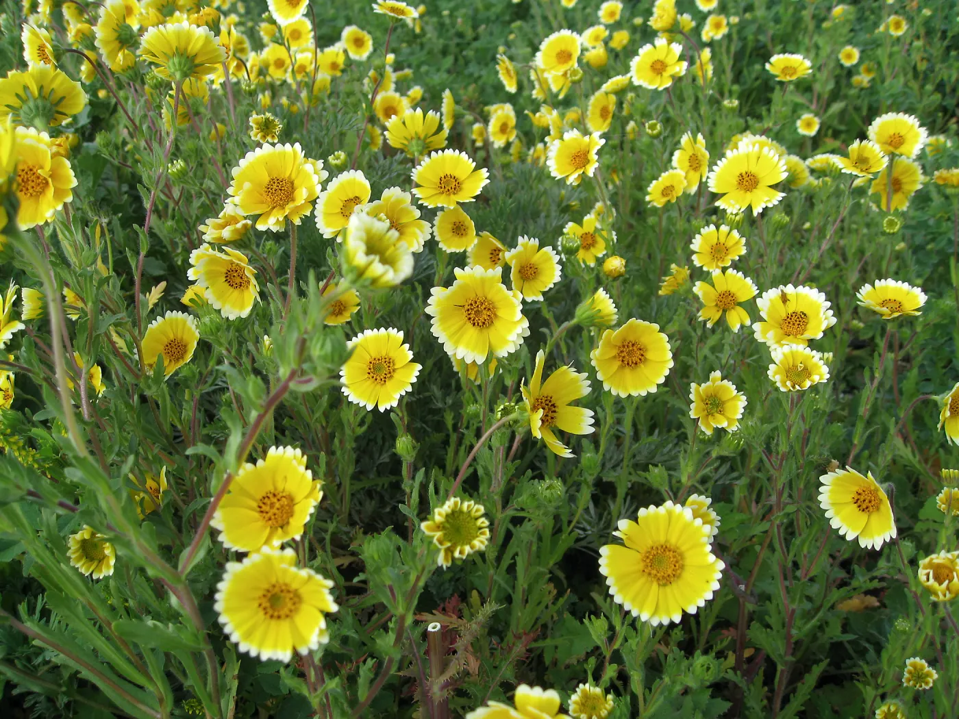 Tidy Tips in wildflower planting where Gain House once stood