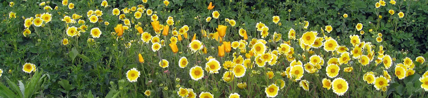 Tidy Tips in wildflower planting where Gain House once stood