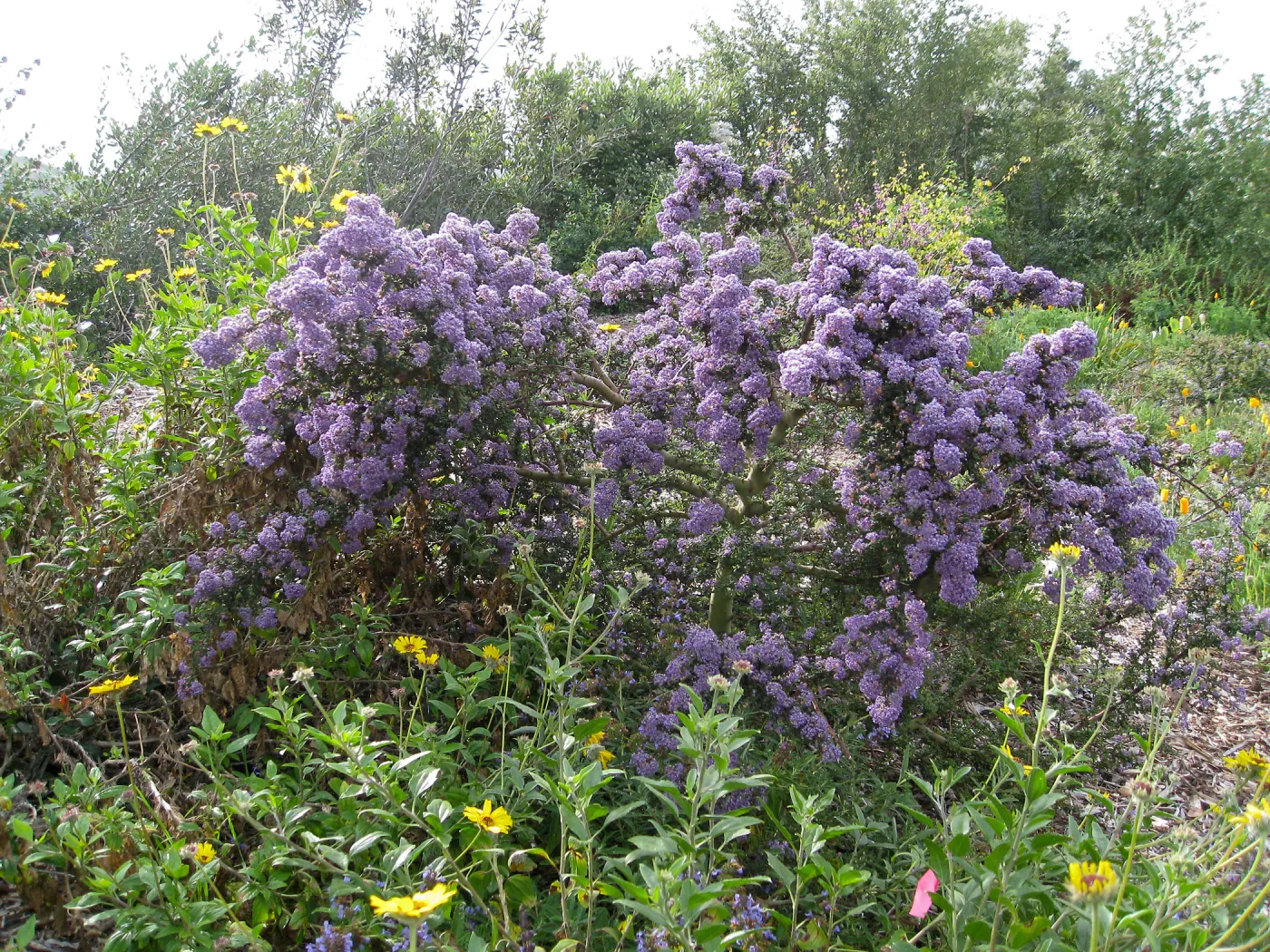 Ceanothus (California Lilac) volunteer on Porter trail